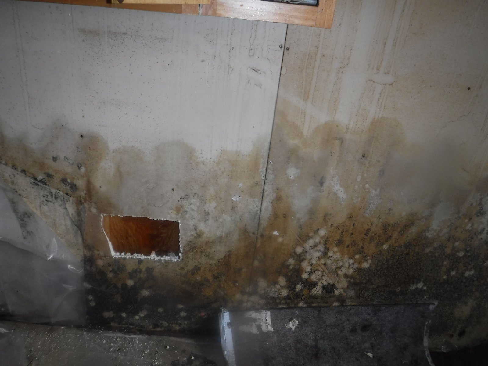 Mold types remediation Weston CT